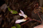 Trailing arbutus